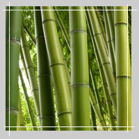 Bamboo - A renewable resource